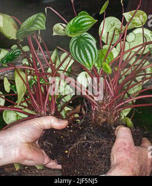 Hands holding and dividing up a large clump of Peperomia argyreia, Watermelon Peperomia, an attractive tropical garden or indoor plant Stock Photo