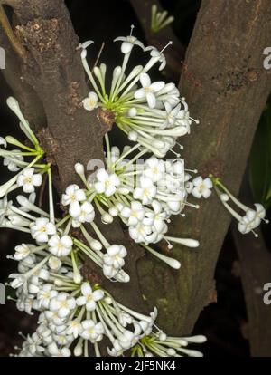 Cluster of white perfumed flowers of Phaleria clerodendron, Scented Daphne, sprouting from trunk of this Australian native rainforest tree Stock Photo