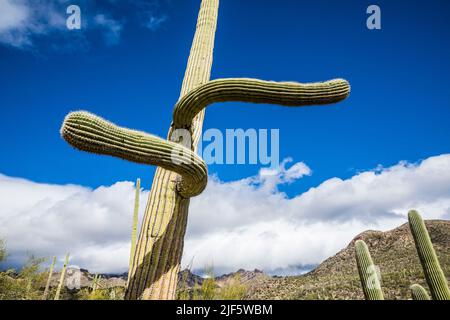 A Saguaro cactus with arms going in opposite odd directions, Sabino Canyon Recreation Area, Arizona. Stock Photo