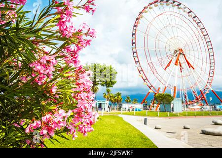 June 21, 2022. Batumi, Georgia - pink oleander flowers in wonder park Stock Photo