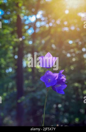 Campanula, macro of a pink and purple flower Stock Photo - Alamy
