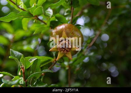 Red pomegranates ripening on a branch of tree in garden. Close-up of a beautiful pomegranate fruit. Stock Photo