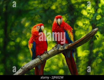 Two ara parrots on brunch with green background. Photo with positive emotion. Can it use as potrait for adverb in zoo, pet shop, protected and other. Stock Photo
