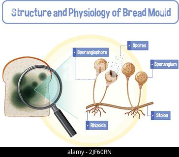 Structure and Physiology of Bread Mold illustration Stock Vector Image ...