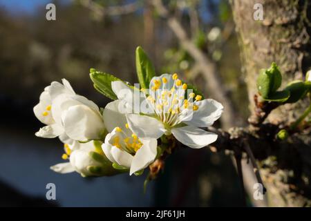 Makroaufnahme einer Blüte von einem Birnbaum Stock Photo