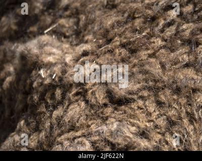 Dromedary fur detail close up macro Stock Photo