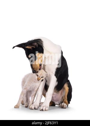 Smooth Collie dog pup and LaPerm cat kitten, playing and rubbing against each other. Both looking to the back. Isolated on a white background. Stock Photo