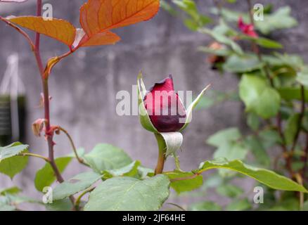 this red rose in my garden is not mature yet but it smells very well Stock Photo