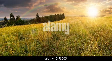 coniferous forest on the grassy hill at sunset. landscape of carpathian alps with rainbow above fresh green meadows. natural summer scenery in evening Stock Photo