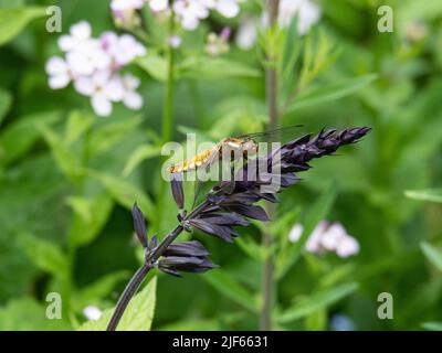 A gold and black striped broad chaser dragonfly (Libellula depressa) resting on a dark Salvia flower Stock Photo