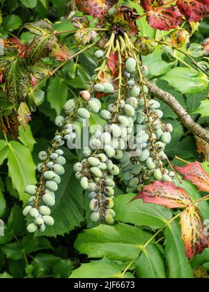 A close up of the green oval shaped berries of a Mahonia plant Stock Photo