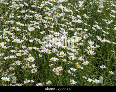 A large area of the popular white and yellow ox-eye daisy Leucanthemum vulgare on the edge of a wildlife area