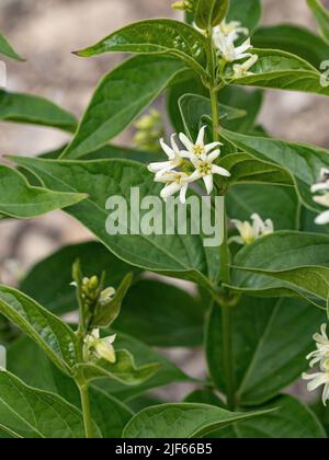 A close up of the delicate white starry flowers of Vincetoxicum hirundinaria Stock Photo