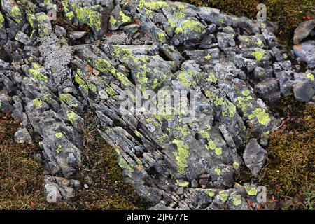 Map lichen (Rhizocarpon geographicum species) background. Lichen growing on gabbro rock in Norway. Stock Photo