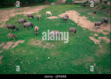 Thai buffalo stained in the green grass fields. Top View Stock Photo