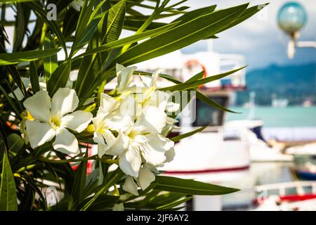 Oleander bush with white flowers on a blurred background Stock Photo