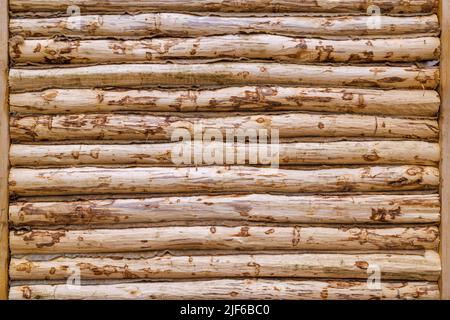 freshly built traditional wooden house peeled log wall - flat texture and full-frame background Stock Photo