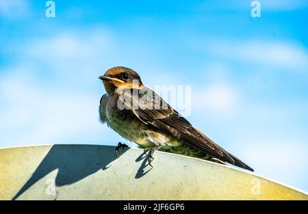 Swallow resting on a signboard at Rower’s Bay Park in Singapore Stock Photo