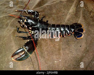 European lobster (Homarus gammarus). Stock Photo