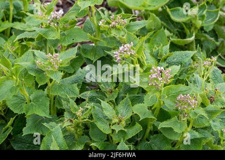 Lunaria rediviva, known as perennial honesty, is a species of flowering plant in the cabbage family Brassicaceae. Medicinal plants Stock Photo