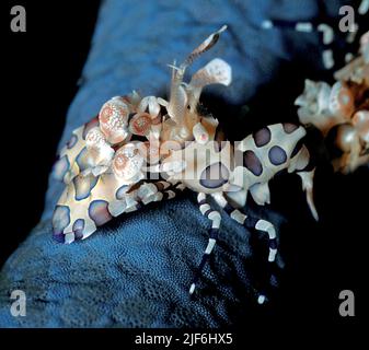 Harlequin shrimp (Hymenocera picta) feeding on a blue starfish. Stock Photo