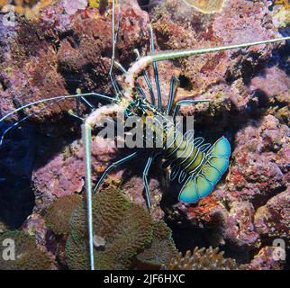 Blue spiny lobster (Panulirus versicolor). Stock Photo