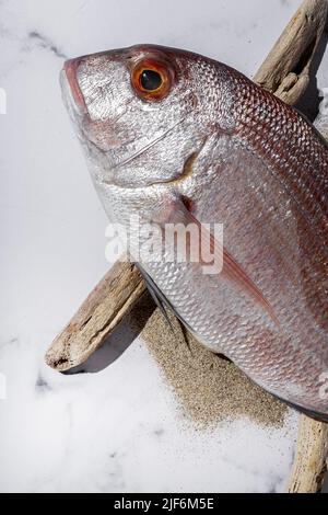 Top view of raw common seabream fish placed on stones near driftwood sticks and sand on white background Stock Photo