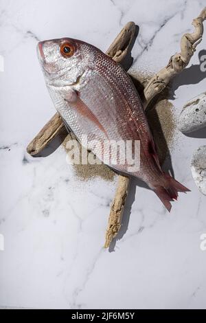 Top view of raw common seabream fish placed on stones near driftwood sticks and sand on white background Stock Photo