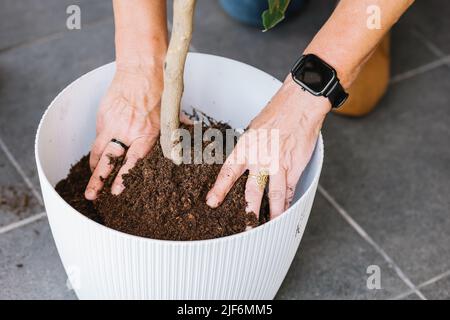 Crop anonymous person transplanting plant into white flowerpot with soil on tiled floor in light room at home Stock Photo