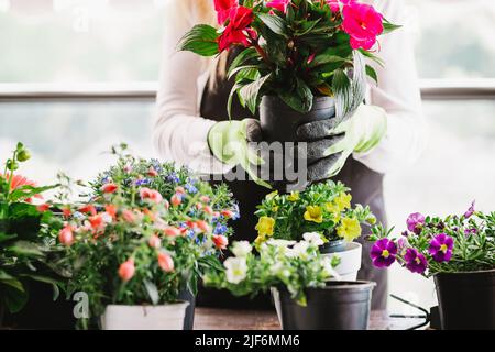 Crop unrecognizable female gardener holding pot with red flowers in light room at home Stock Photo