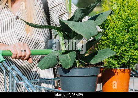 Unrecognizable female customer pushing trolley with potted canna lily and Monterey cypress plants while shopping in yard of flower store Stock Photo
