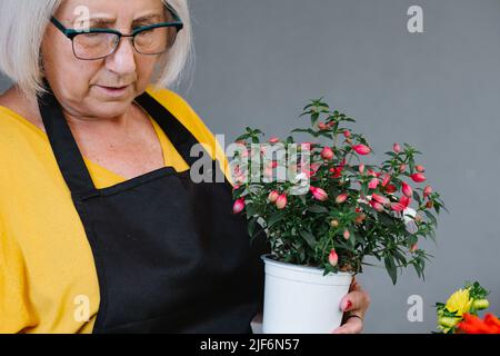 Close up view of old Woman gardener in apron and eyeglasses taking care of potted plants at home Stock Photo