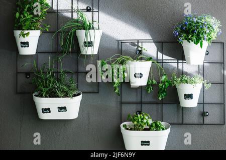 Green plant with green leaves growing in pot placed on gray wall Stock Photo