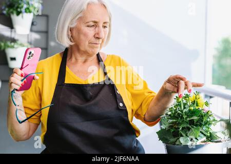 Positive mature female gardener in apron and eyeglasses taking pictures of her plants with a phone Stock Photo