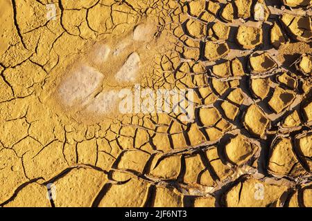 Full frame textured background of dry soil covered with cracks on sunny day in barren Stock Photo