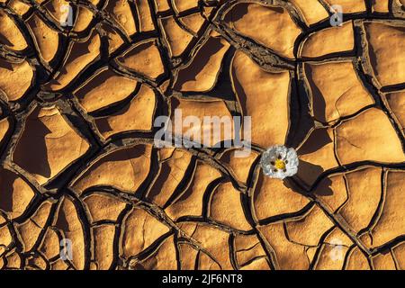 Top view of delicate white flower growing in crack of arid ground on sunny day in barren terrain in surroundings of Minas de Riotinto Stock Photo