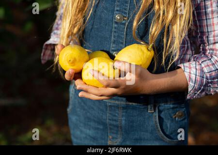 Crop girl in checkered shirt and denim dress with bunch of ripe lemons while working in orchard on summer day Stock Photo