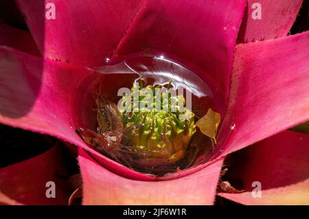 Sydney Australia, pink leaves and tank of a blushing bromeliad Stock Photo