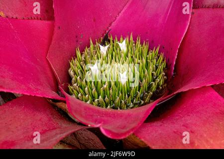 Sydney Australia, blushing bromeliad with pink leaves and white flowers starting to open Stock Photo