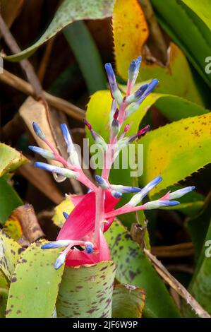 Sydney Australia, flowering billbergia amoena, a bromeliad native to brazil Stock Photo