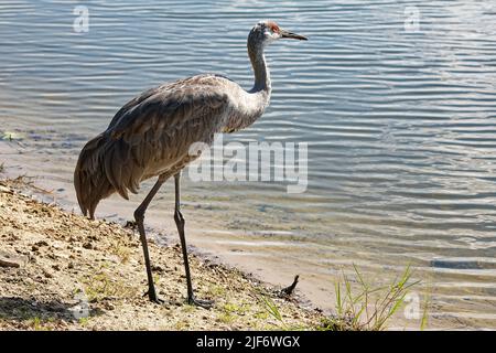 Sandhill crane, Grus canadensis, elegant bird, standing by water, wildlife, animal, nature, Florida; Venice; FL; autumn Stock Photo