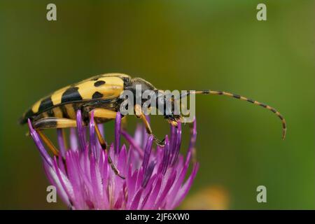 Closeup on a spotted longhorn beetle, Rutpela maculata sitting on a purple thistle flower in the field Stock Photo