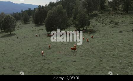 Herd of brown cows on green grass field in Altai, Siberia, Russia. Beautiful summer nature landscape at during daytime. Aerial view from a drone Stock Photo