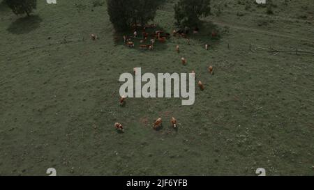 Herd of brown cows on green grass field in Altai, Siberia, Russia. Beautiful summer nature landscape at during daytime. Aerial view from a drone Stock Photo