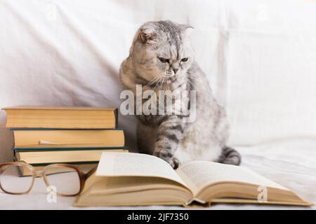 Cute cat plays with glasses and open books close up Stock Photo