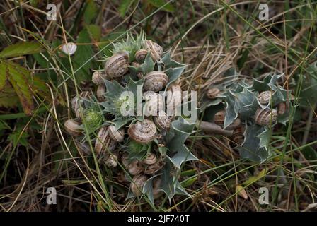 snails on sea holly Stock Photo