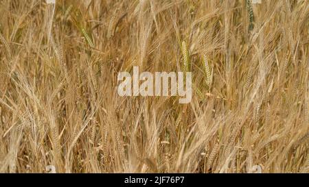 This bright yellow wheat field in Germany is nearly ready for harvest. Stock Photo