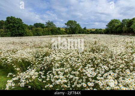 Meadow of giant daises within Clayton Wood natural burial ground West Sussex south east England UK Stock Photo