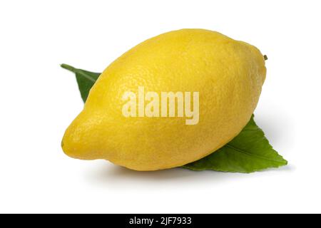 Whole Amalfi lemon close up isolated on white background Stock Photo