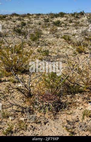 Little Ferocactus among desert stones in winter, New Mexico Stock Photo